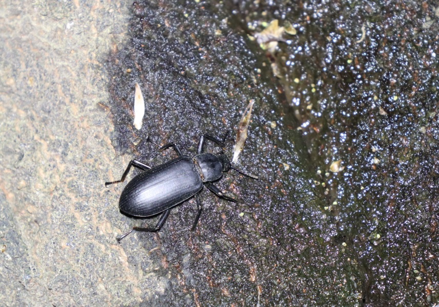 ユミアシゴミムシダマシ_シラカシ_2023年4月28日19時40分 気温18度